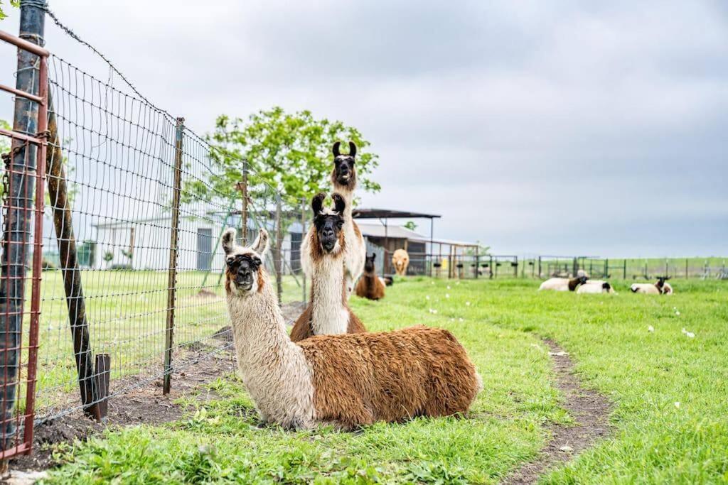 Silo House At Laughing Llama Farm Troy Luaran gambar